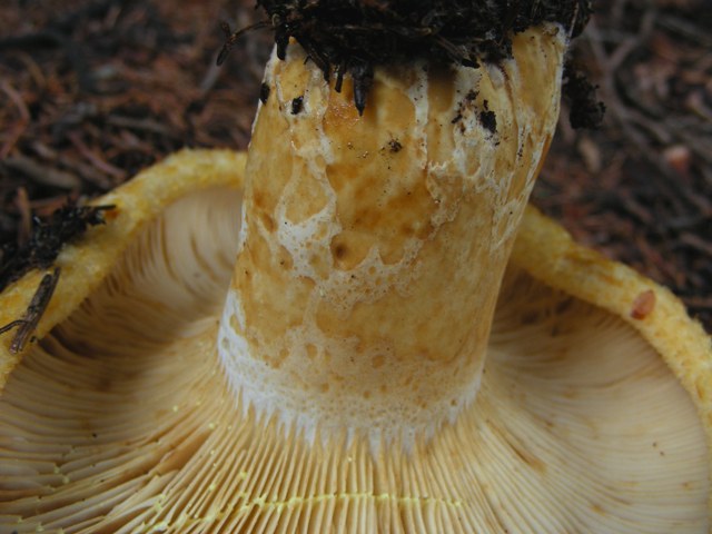 Escursione a 1500/1800,tanti funghi